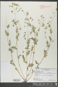 Phacelia purshii image