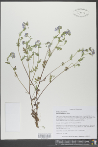 Phacelia fimbriata image