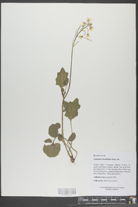 Cardamine rhomboidea image