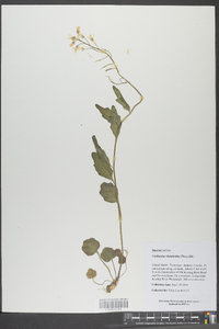 Cardamine rhomboidea image