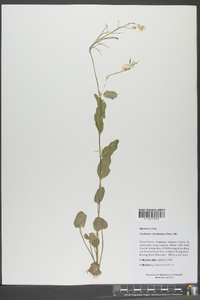 Cardamine rhomboidea image