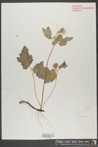 Cardamine diphylla image