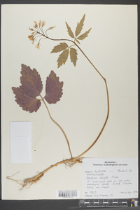 Cardamine diphylla image