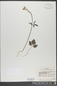 Cardamine angustata image