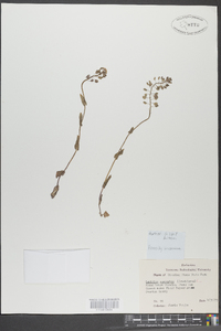 Lepidium campestre image