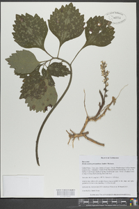 Pachysandra procumbens image