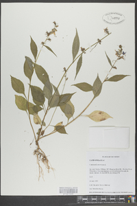 Campanulastrum americanum image