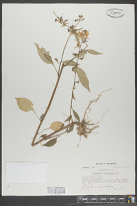 Campanulastrum americanum image