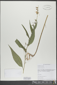 Campanulastrum americanum image