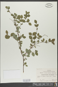 Symphoricarpos orbiculatus image