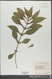 Triosteum angustifolium image