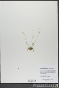 Mononeuria cumberlandensis image