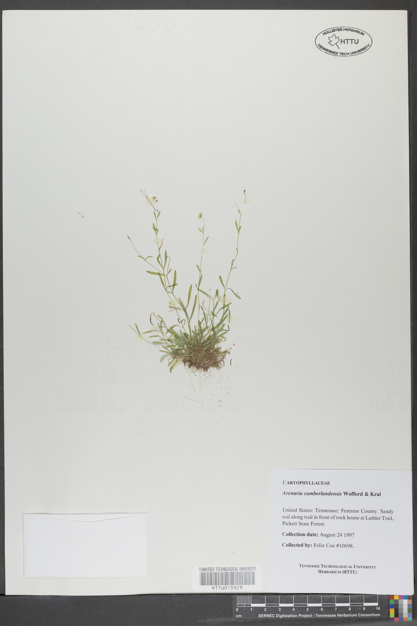 Mononeuria cumberlandensis image