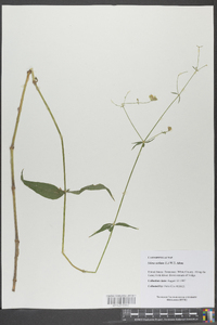 Silene stellata image