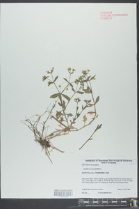 Stellaria pubera image