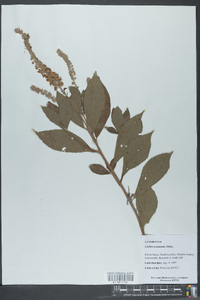 Clethra acuminata image