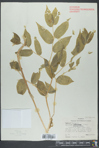 Disporum lanuginosum image