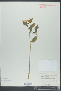 Disporum maculatum image