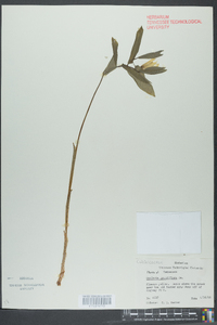 Uvularia grandiflora image