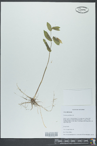 Uvularia perfoliata image
