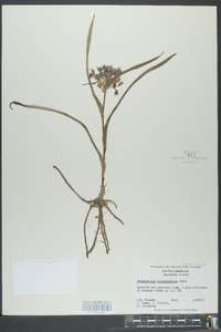 Tradescantia hirsuticaulis image