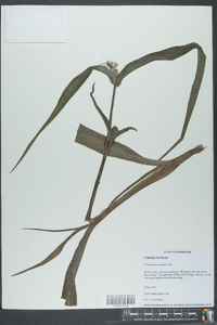 Tradescantia ohiensis image