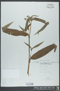 Tradescantia subaspera image