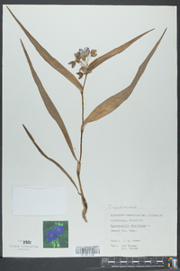 Tradescantia virginiana image