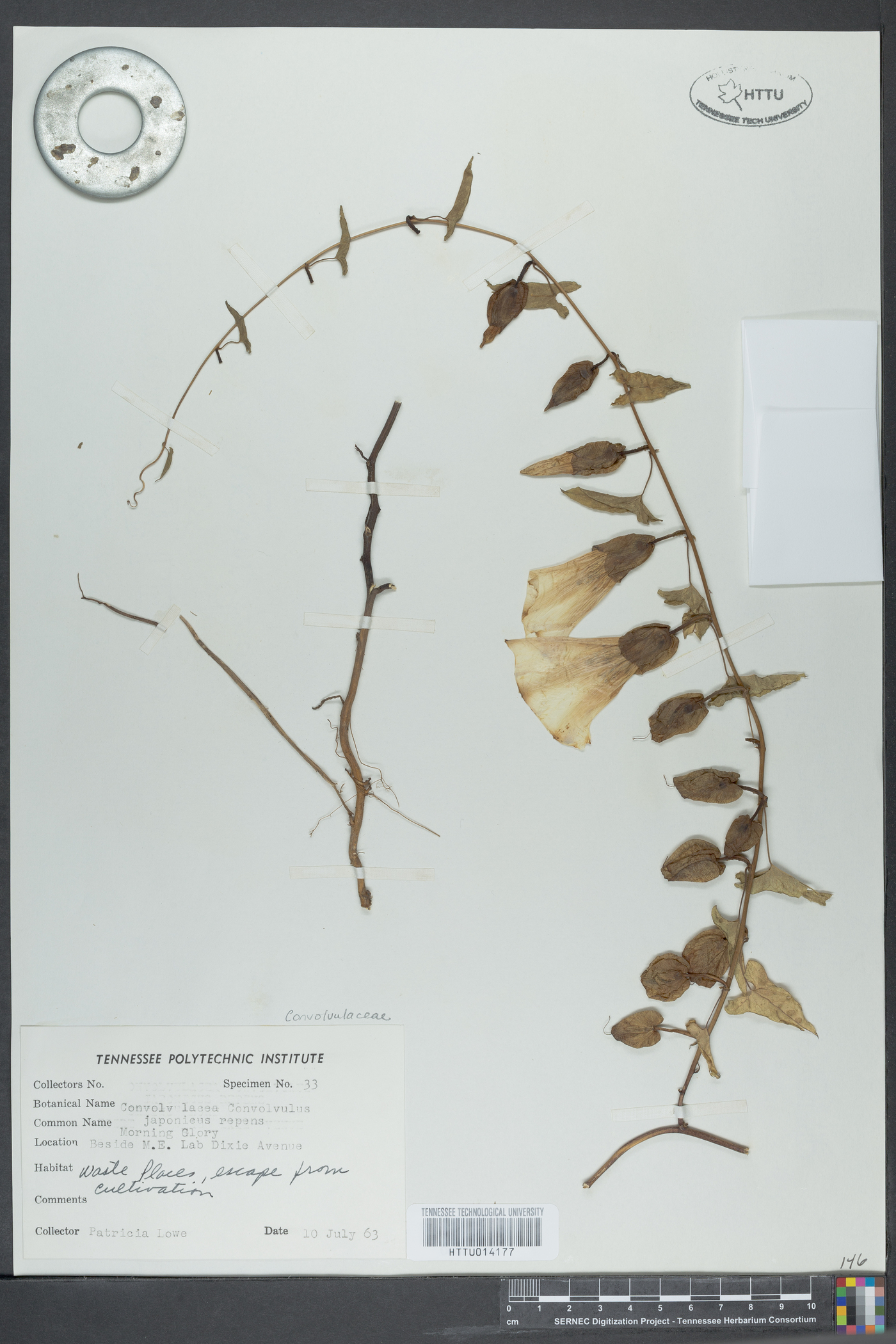 Convolvulus japonicus image