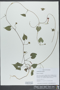 Ipomoea coccinea image