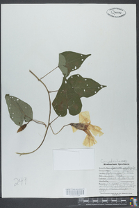 Ipomoea pandurata image