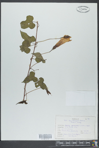 Ipomoea pandurata image