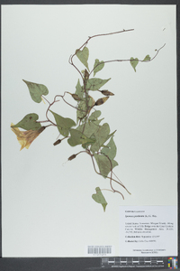 Ipomoea pandurata image