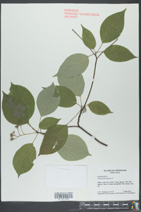 Cornus alternifolia image