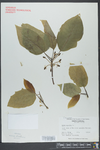 Nyssa aquatica image