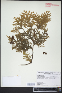 Thuja occidentalis image