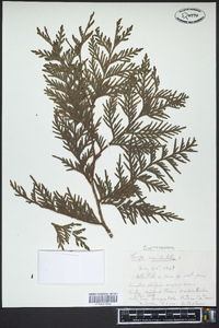 Thuja occidentalis image