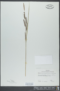 Carex walteriana image