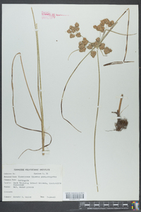 Cyperus pseudovegetus image