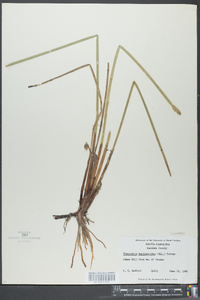 Eleocharis equisetoides image