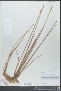 Eleocharis quadrangulata image