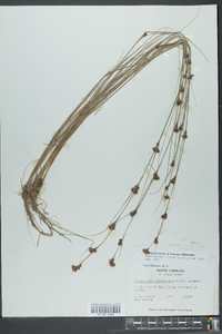 Rhynchospora microcephala image