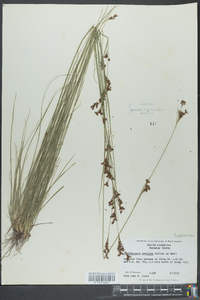 Rhynchospora perplexa image