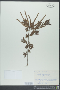 Cyrilla racemiflora image