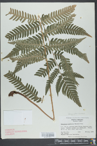 Dryopteris goldieana image