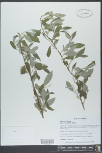 Elaeagnus umbellata image