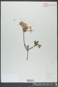 Azalea nudiflora image