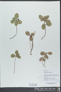 Gaultheria procumbens image