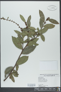 Leucothoe recurva image