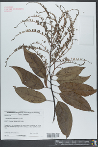 Oxydendrum arboreum image